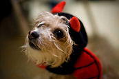 Peanut And Halloween
